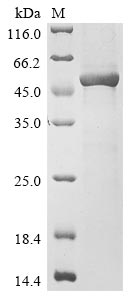 Human MGAT4A protein