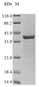 stxA2 protein