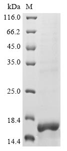 Lassa virus RING finger protein Z protein