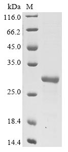 L1R protein