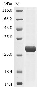 herpesvirus 6A Envelope glycoprotein B protein