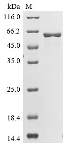 CYP74A protein