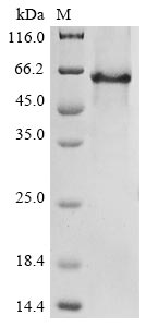 gel4 protein