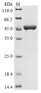 Gallus Heat shock 70 kDa protein protein