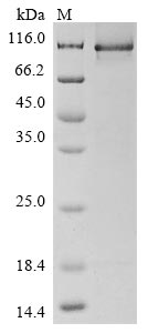 Human APBA2 protein