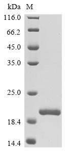 Rat Ocm protein