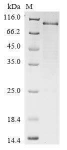 Human NFE2L2 protein