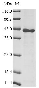 Human DCAF7 protein