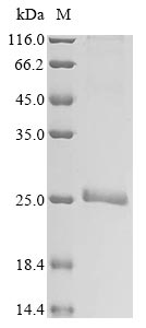 Human PLAC1 protein