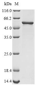 pht3 protein