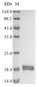 yafQ protein