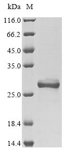 Mouse Hmgb1 protein