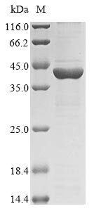 STR1 protein