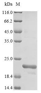 Human SLC16A4 protein