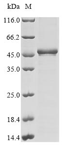 Human PDCD2 protein