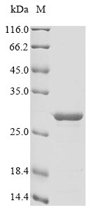 Bovine AIF1 protein