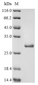 Human ARHGEF12 protein