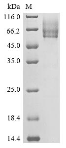 betacoronavirus 2c EMC/2012 Spike glycoprotein protein
