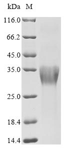 Human DEFB129 protein