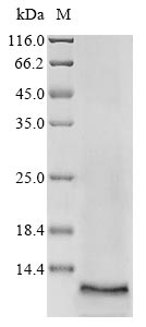 Human ABCG2 protein