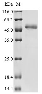 SAP2 protein