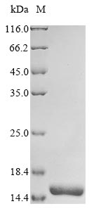Rat Ocm protein