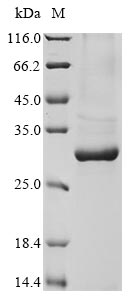 Rat Commd5 protein