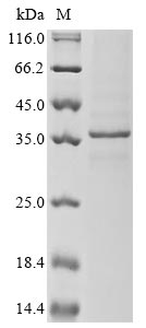 Mouse Ptprs protein