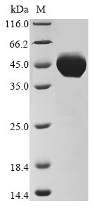 Human PSG7 protein
