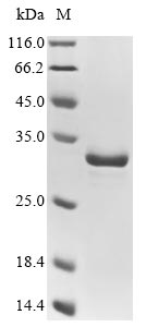 Mouse Echs1 protein