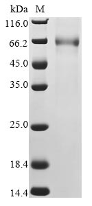 betacoronavirus 2c EMC/2012 Spike glycoprotein protein