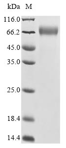Human PSG7 protein