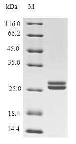 lgt protein