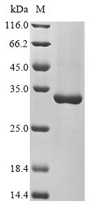 HSP21 protein