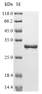 bla protein