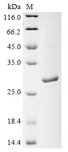 bla protein
