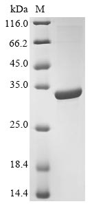 Firefly Pcmt protein