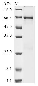 Human FIZ1 protein