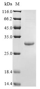 BARF1 protein