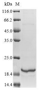 Human HIST1H3A protein