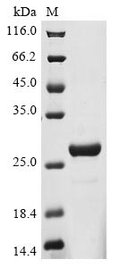 Human CCDC112 protein