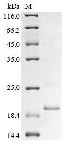 NEP protein