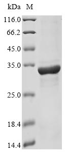 GRA2 protein