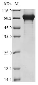 Human GRHL2 protein