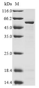 Mouse Fktn protein
