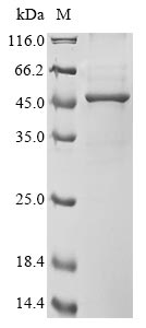 Human ACAT2 protein
