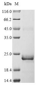 Human BMP15 protein
