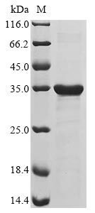 Human ASCL1 protein