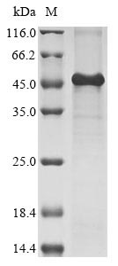Human Kielin/chordin-like protein protein