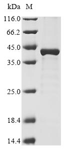 H3L protein
